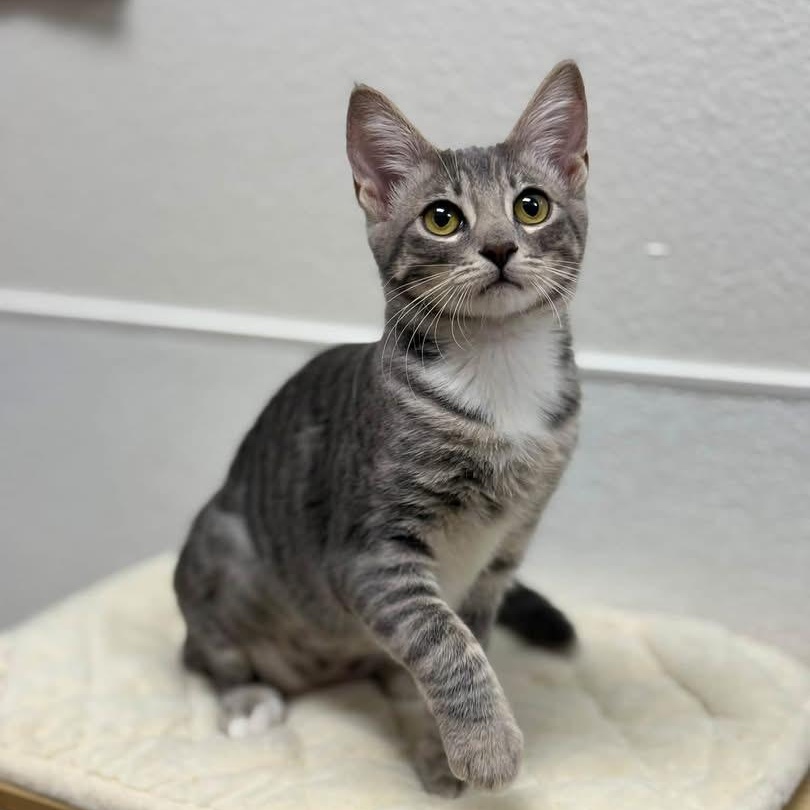 Enlarge Maisy, a Adoptable Domestic Short Hair in Chandler, AZ image 1/2