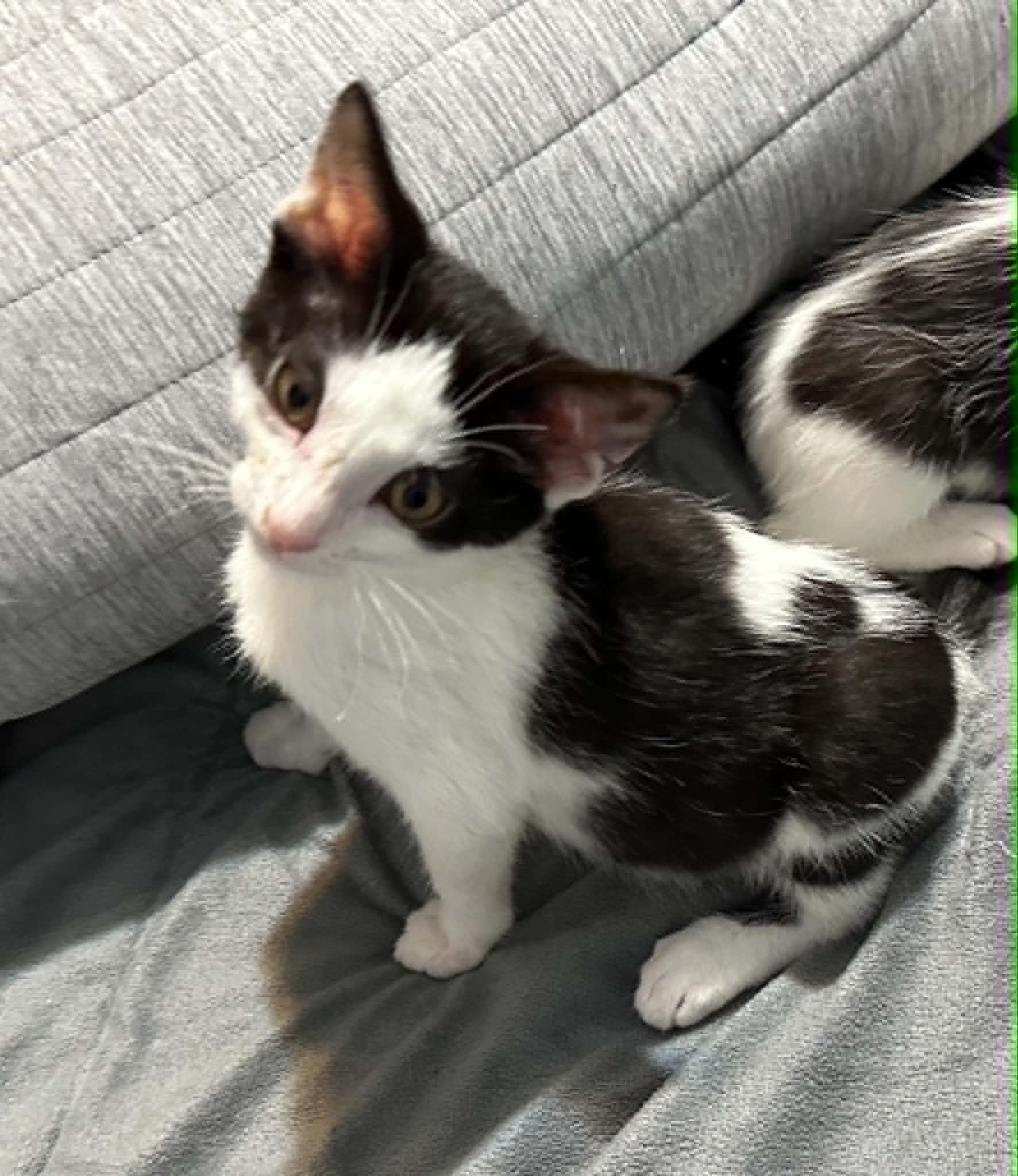 Enlarge Cosmos, a Adoptable Domestic Short Hair in Battle Creek, MI image 2/2