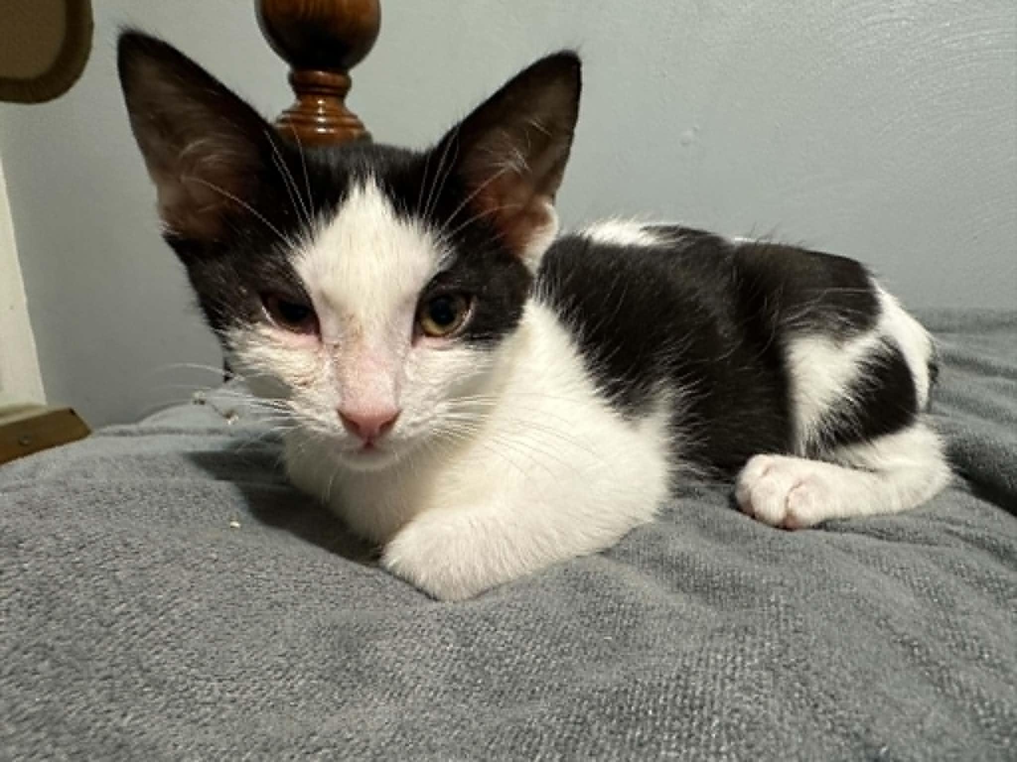 Cosmos, Adoptable, Kitten Male Domestic Short Hair.