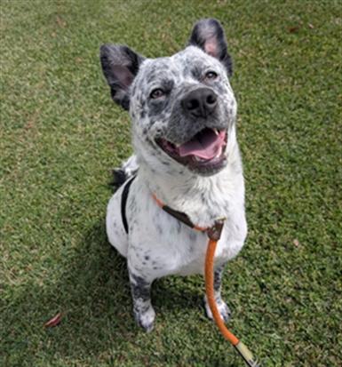 GORDY, Adoptable, Young Male Australian Cattle Dog / Blue Heeler & Mixed Breed.