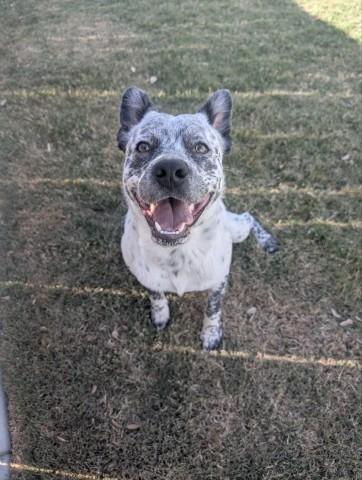 GORDY, Adoptable, Young Male Australian Cattle Dog / Blue Heeler & Mixed Breed.