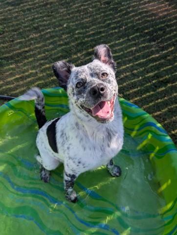GORDY, Adoptable, Young Male Australian Cattle Dog / Blue Heeler & Mixed Breed.