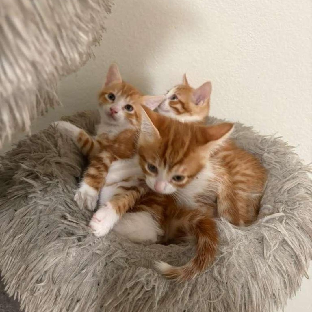 Enlarge Sammy (Tommy), a Adoptable Domestic Short Hair in HUNTINGTON BEACH, CA image 3/4