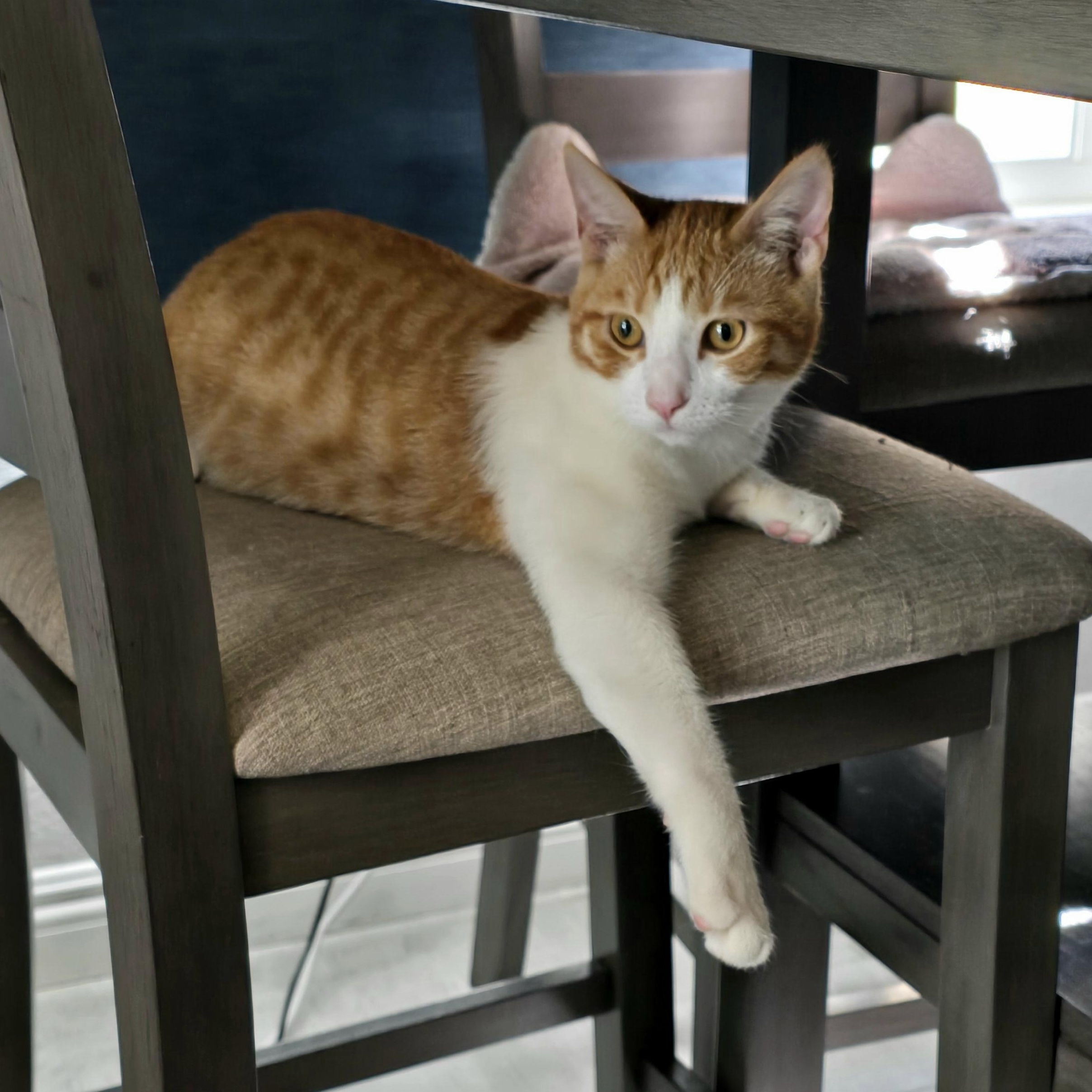 Enlarge Sammy (bonded to brother Tommy), a Adoptable Domestic Short Hair in HUNTINGTON BEACH, CA image 2/6