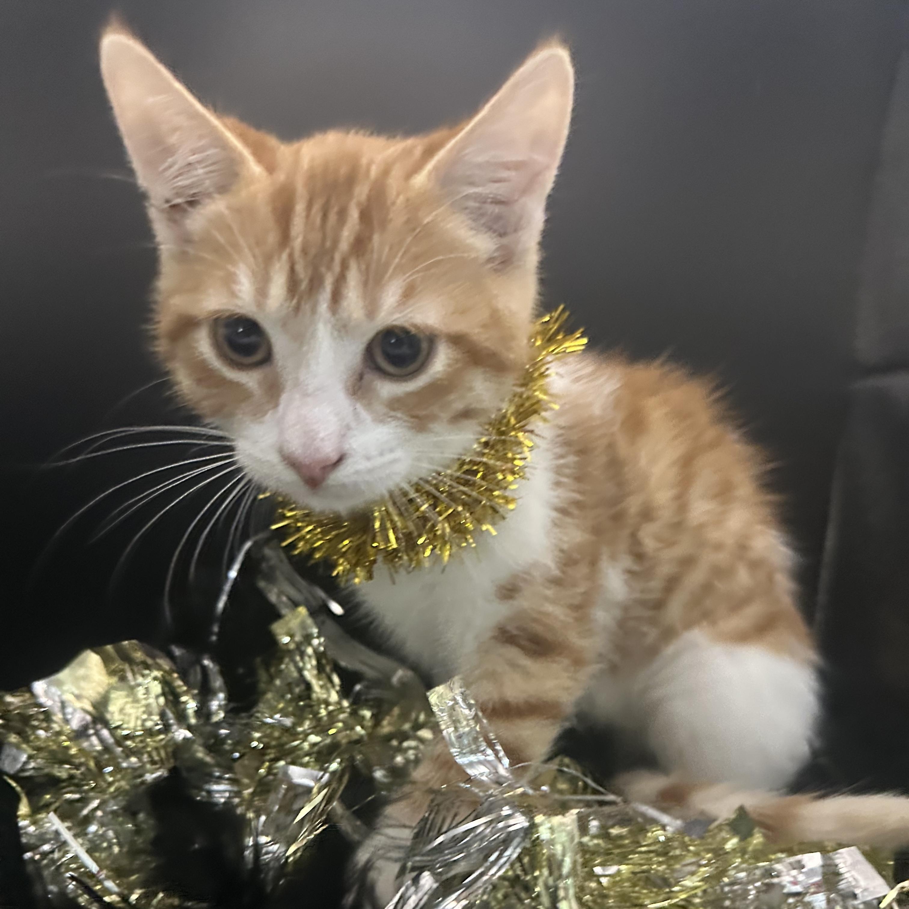 Enlarge Sammy (Tommy), a Adoptable Domestic Short Hair in HUNTINGTON BEACH, CA image 1/4