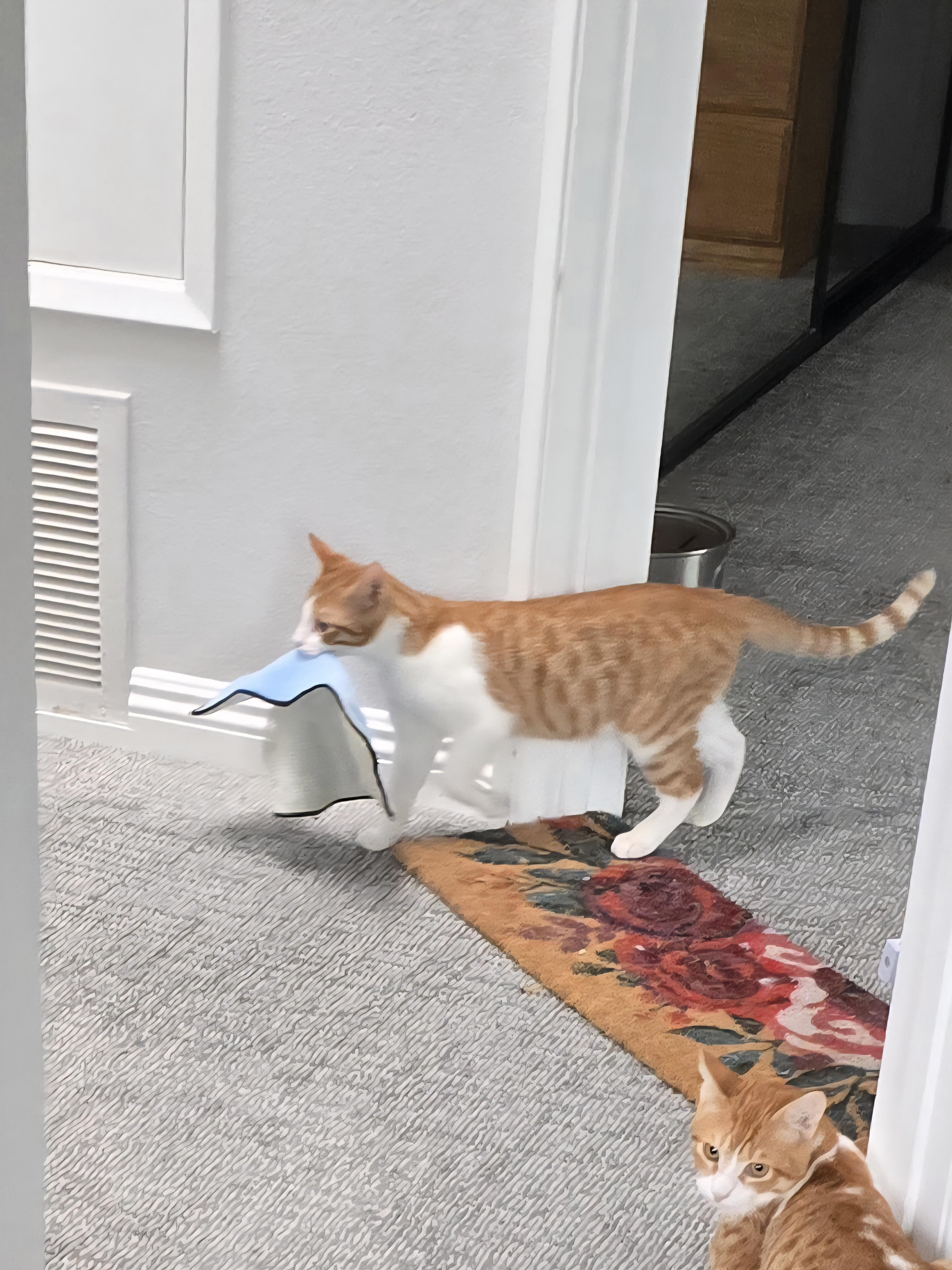 Enlarge Sammy (bonded to brother Tommy), a Adoptable Domestic Short Hair in HUNTINGTON BEACH, CA image 4/6