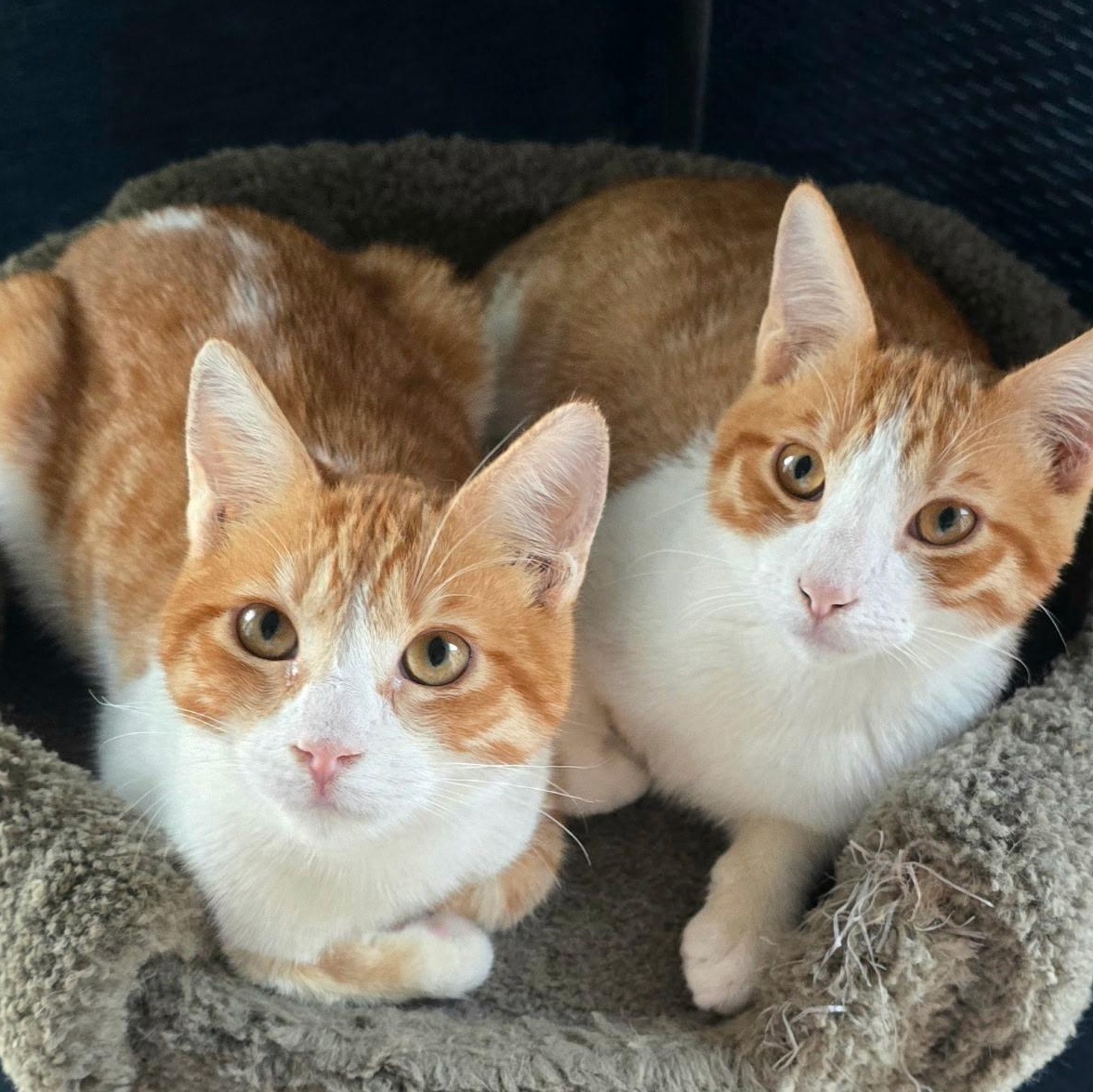 Enlarge Sammy (bonded to brother Tommy), a Adoptable Domestic Short Hair in HUNTINGTON BEACH, CA image 3/6