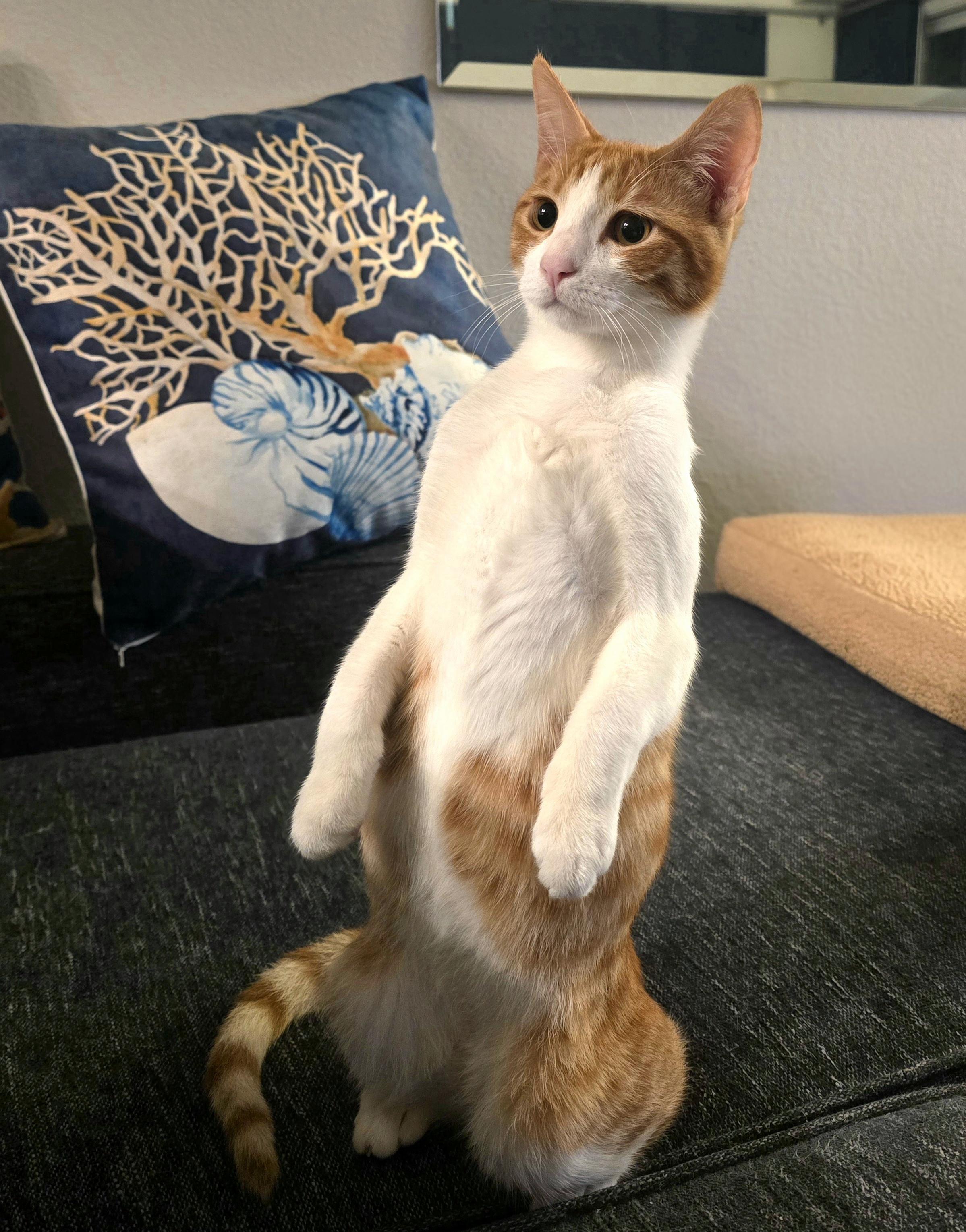 Enlarge Sammy (bonded to brother Tommy), a Adoptable Domestic Short Hair in HUNTINGTON BEACH, CA image 1/6