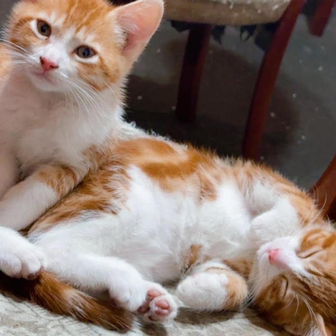 Enlarge Sammy (Tommy), a Adoptable Domestic Short Hair in HUNTINGTON BEACH, CA image 4/4