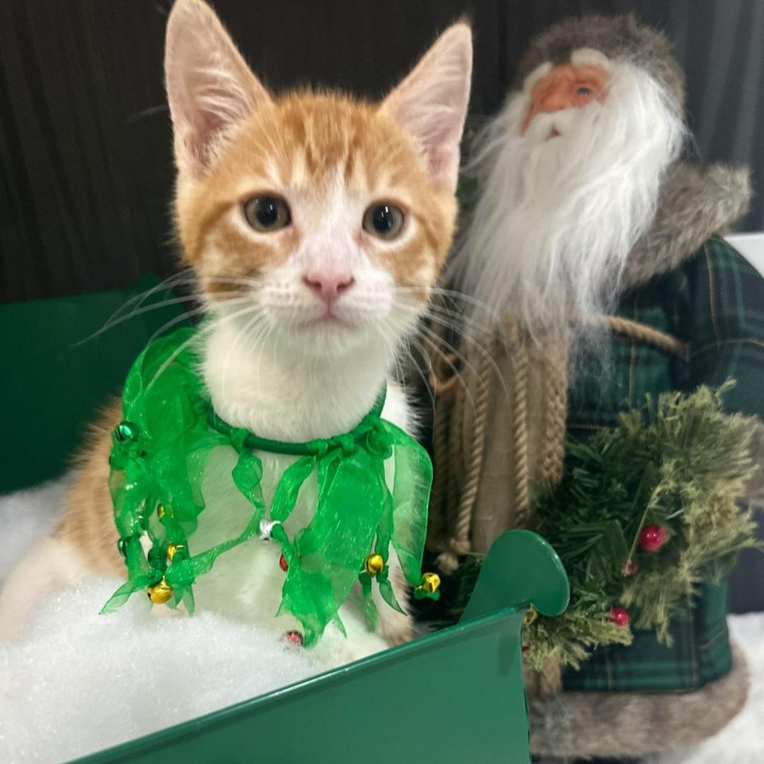 Enlarge Sammy (Tommy), a Adoptable Domestic Short Hair in HUNTINGTON BEACH, CA image 2/4