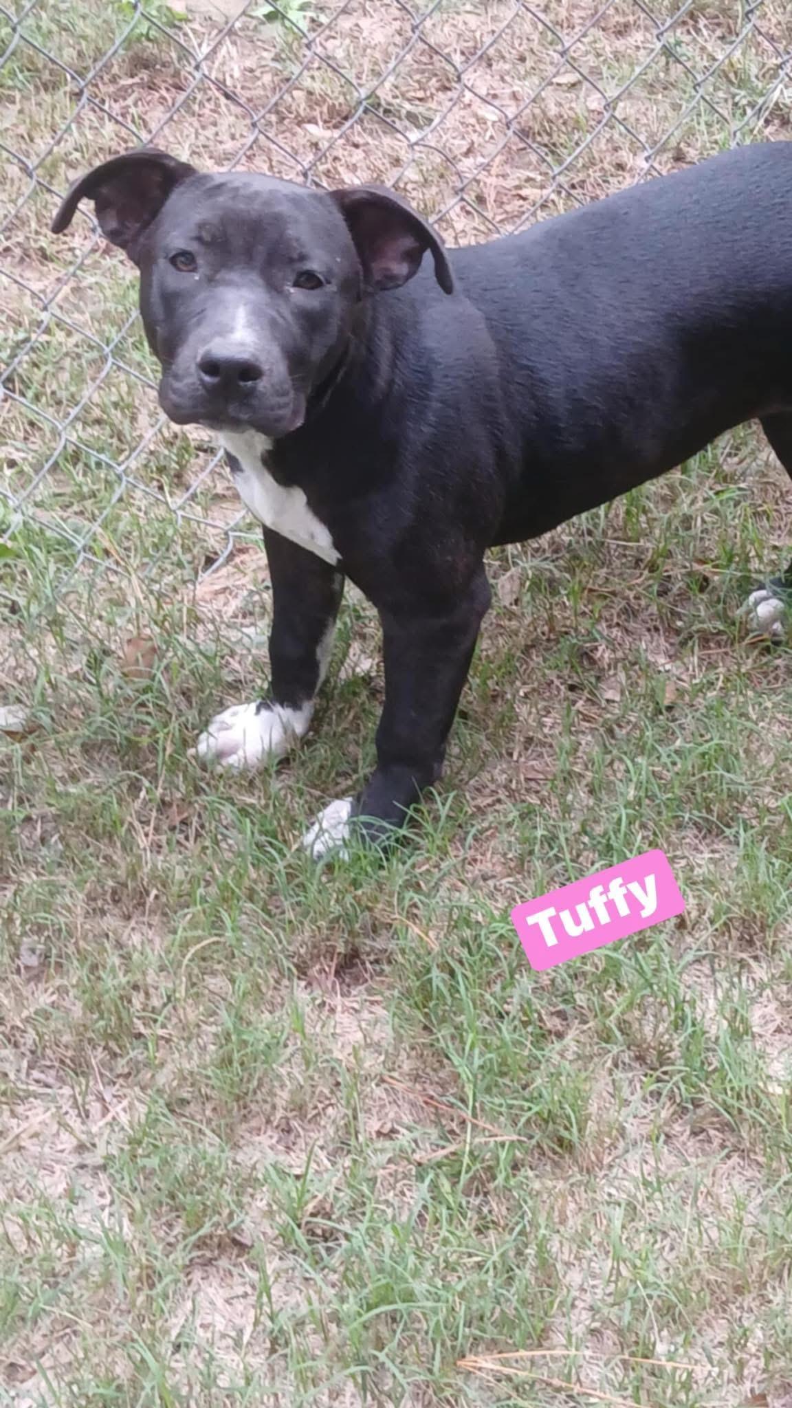 Tuffy, Adoptable, Puppy Female Labrador Retriever.