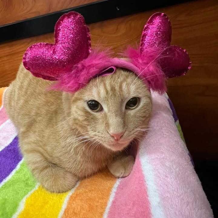 Enlarge Garfield, a ADOPTABLE Tabby in Memphis, TN image 6/6