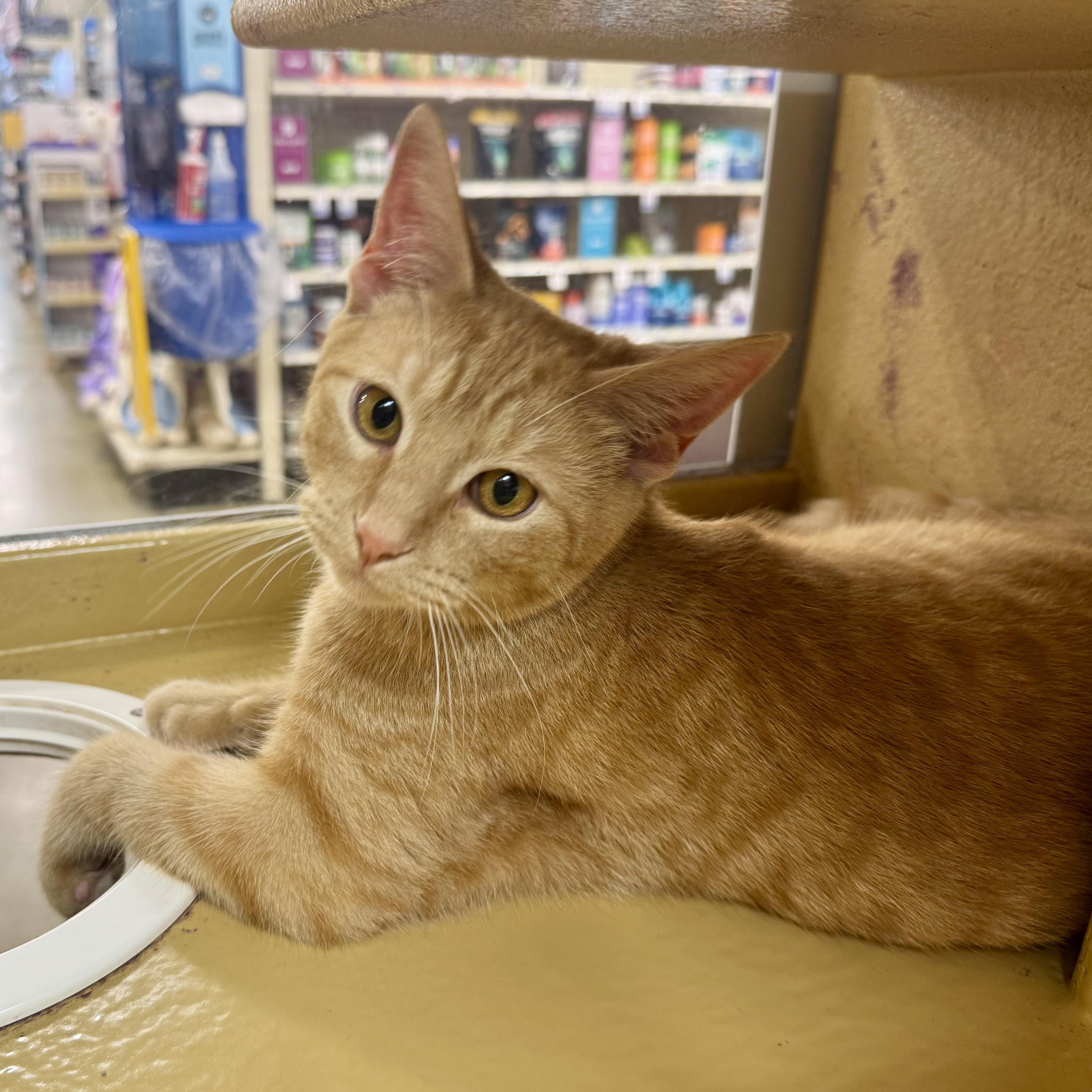 Enlarge Garfield, a ADOPTABLE Tabby in Memphis, TN image 5/6