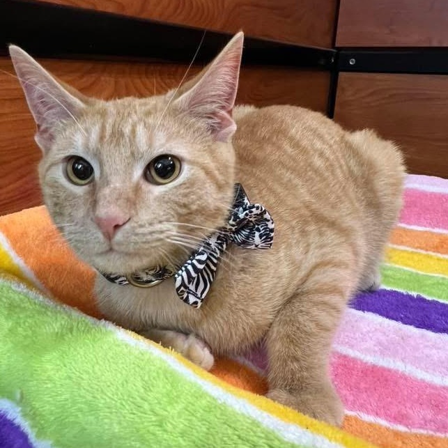 Enlarge Garfield, a ADOPTABLE Tabby in Memphis, TN image 1/6