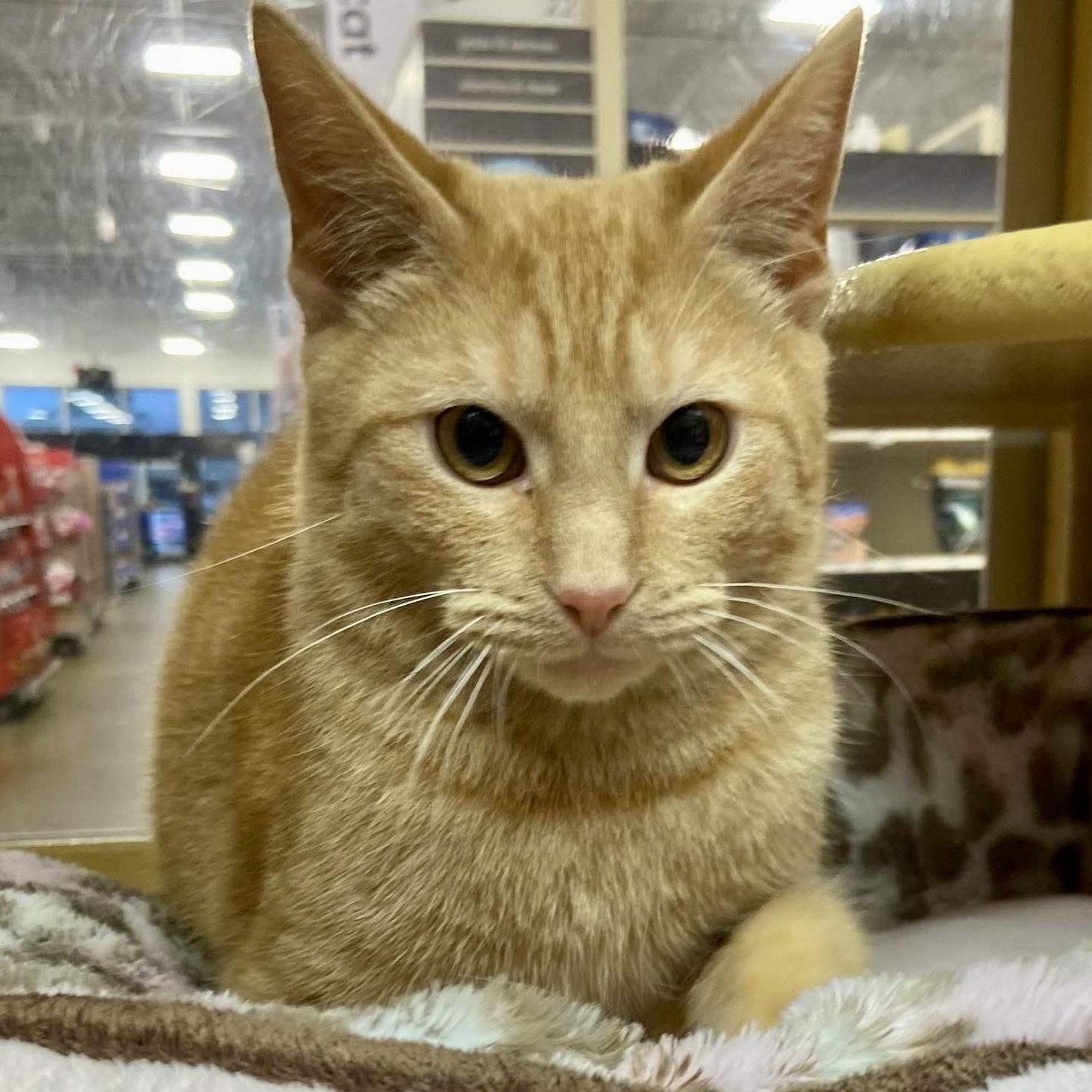 Enlarge Garfield, a ADOPTABLE Tabby in Memphis, TN image 2/6