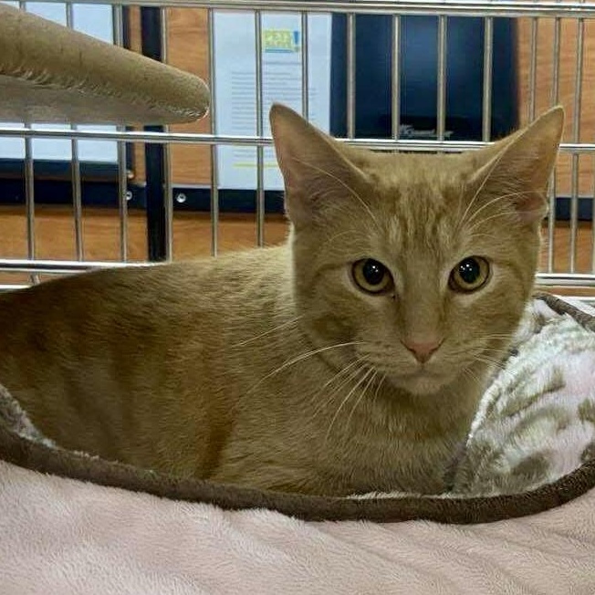 Enlarge Garfield, a ADOPTABLE Tabby in Memphis, TN image 3/6