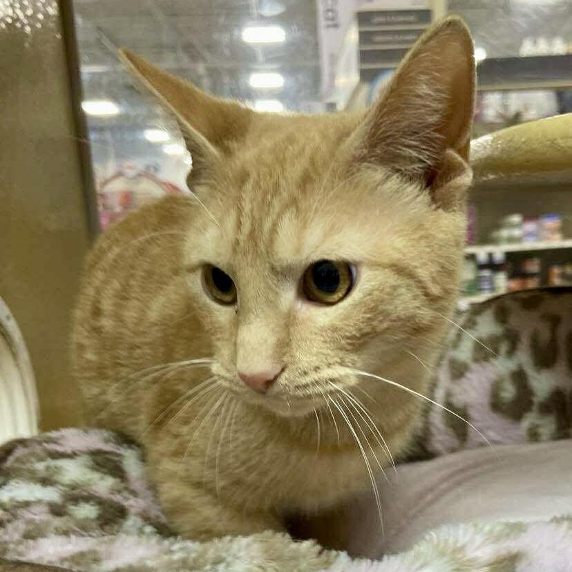 Enlarge Garfield, a ADOPTABLE Tabby in Memphis, TN image 4/6