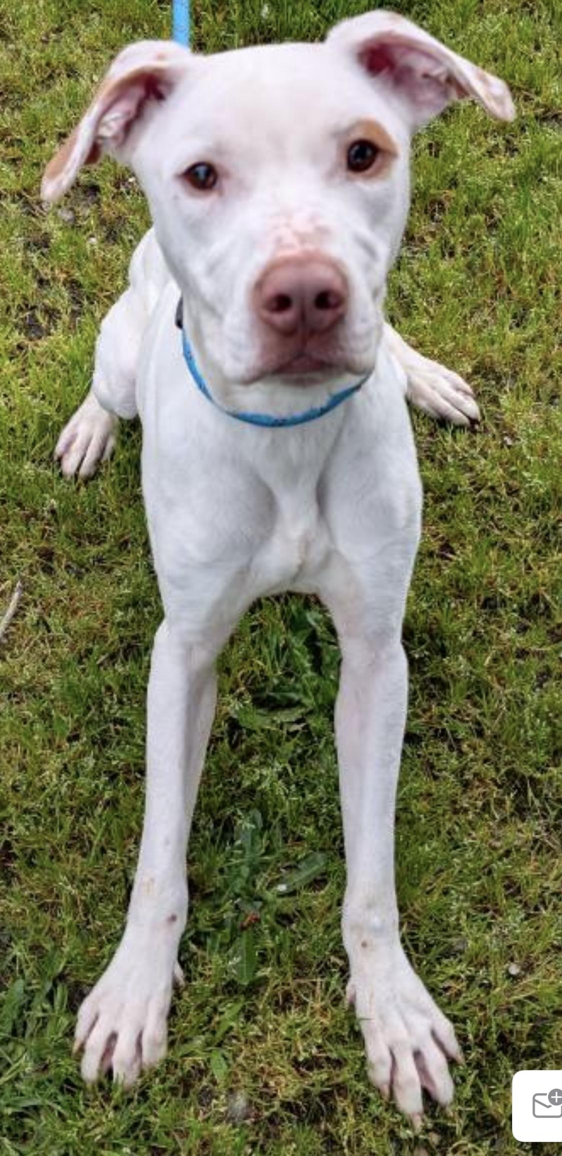 Jax, a Adoptable mixed breed in Beaverton, OR image 1/6