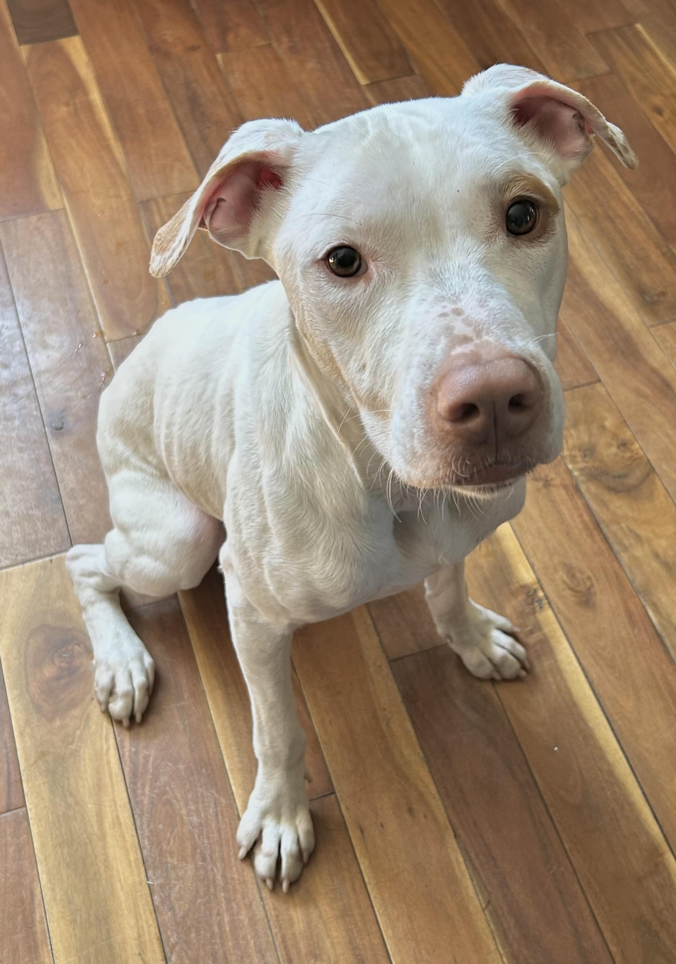 Jax, a Adoptable mixed breed in Beaverton, OR image 3/6