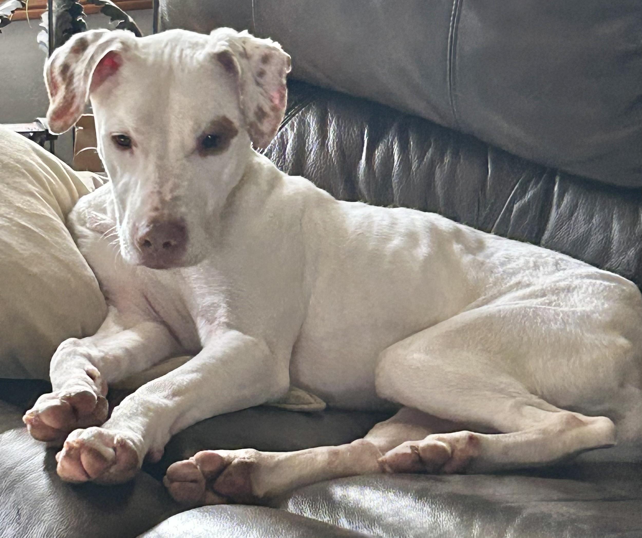 Jax, a Adoptable mixed breed in Beaverton, OR image 4/6