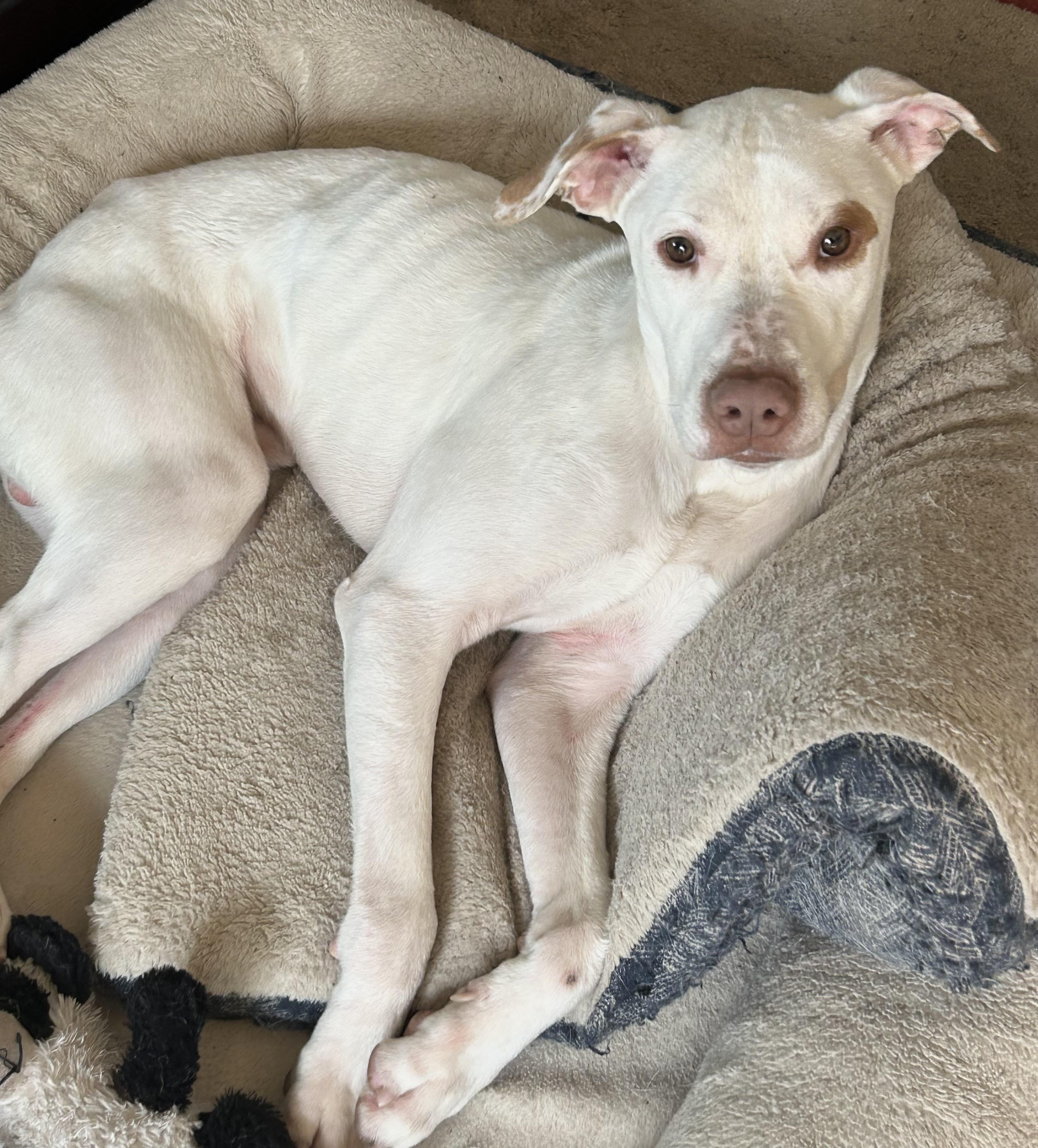 Jax, a Adoptable mixed breed in Beaverton, OR image 5/6