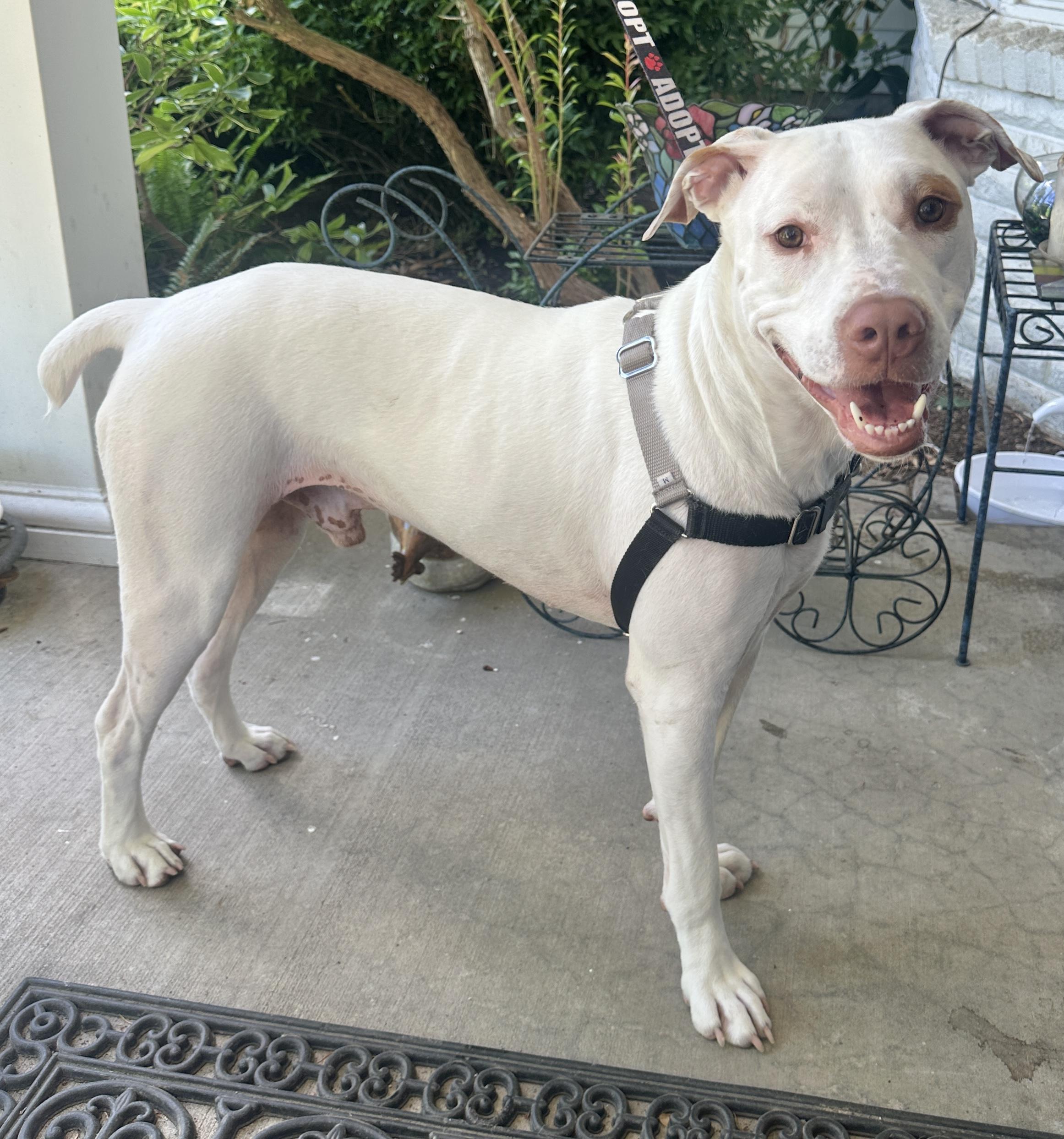 Jax, a Adoptable mixed breed in Beaverton, OR image 2/6