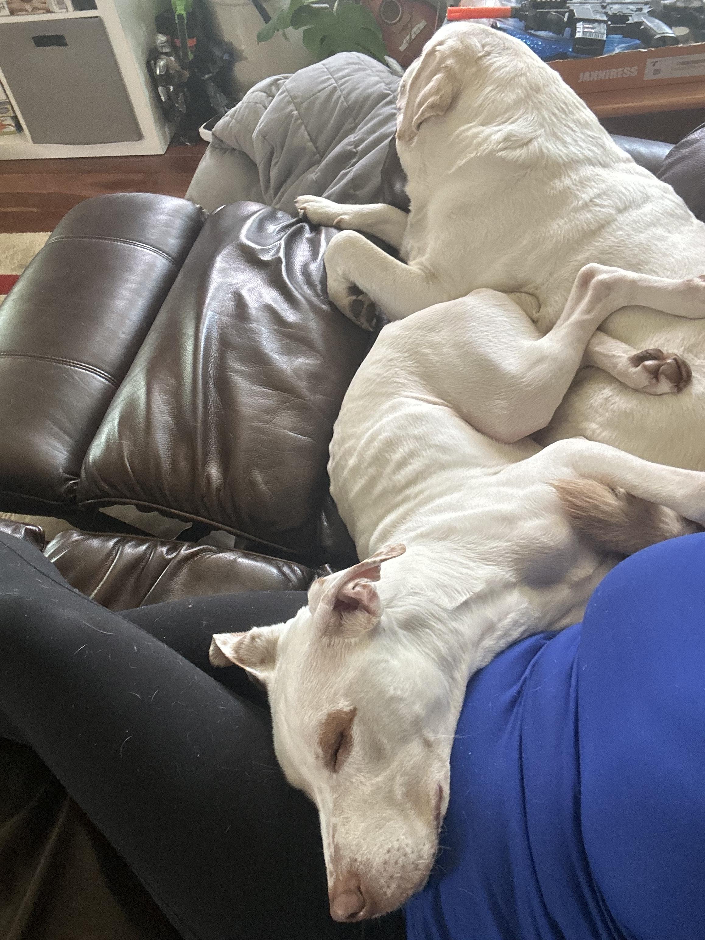 Jax, a Adoptable mixed breed in Beaverton, OR image 6/6