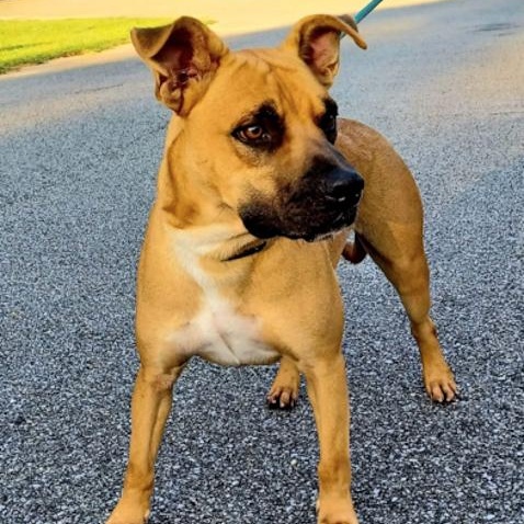Hoover, ADOPTABLE, Adult Male Mixed Breed.