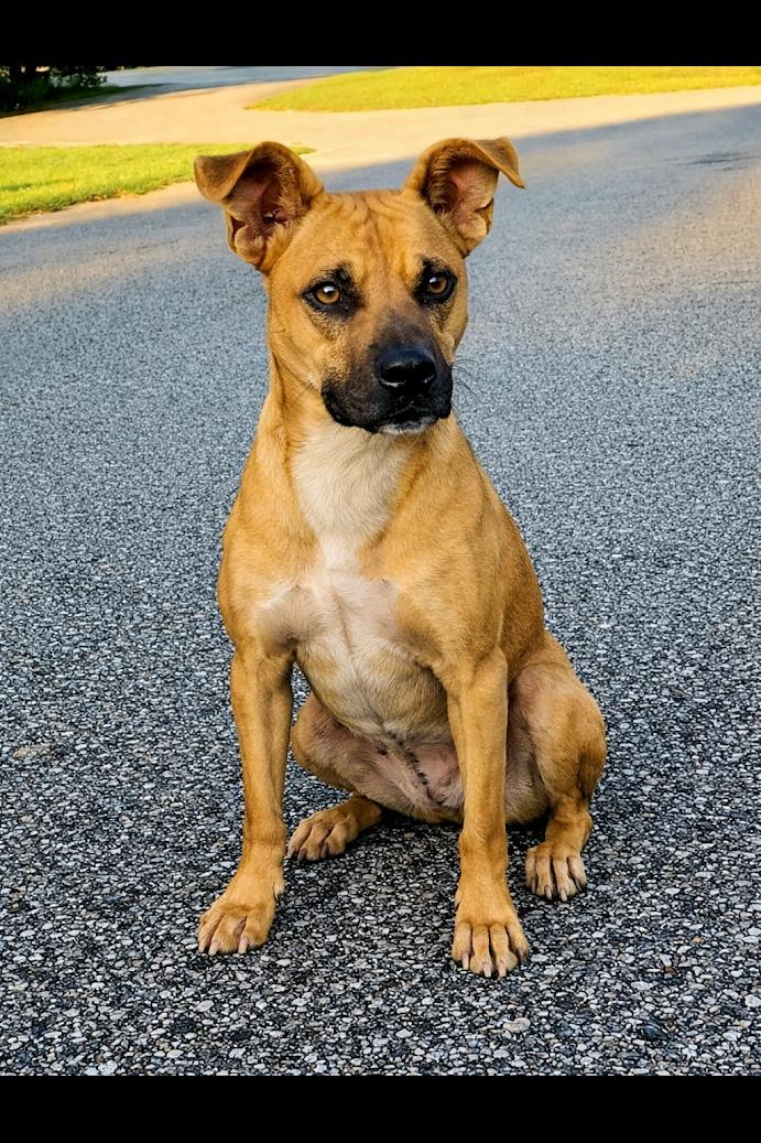 Hoover, a ADOPTABLE mixed breed in Bay Minette, AL image 2/2