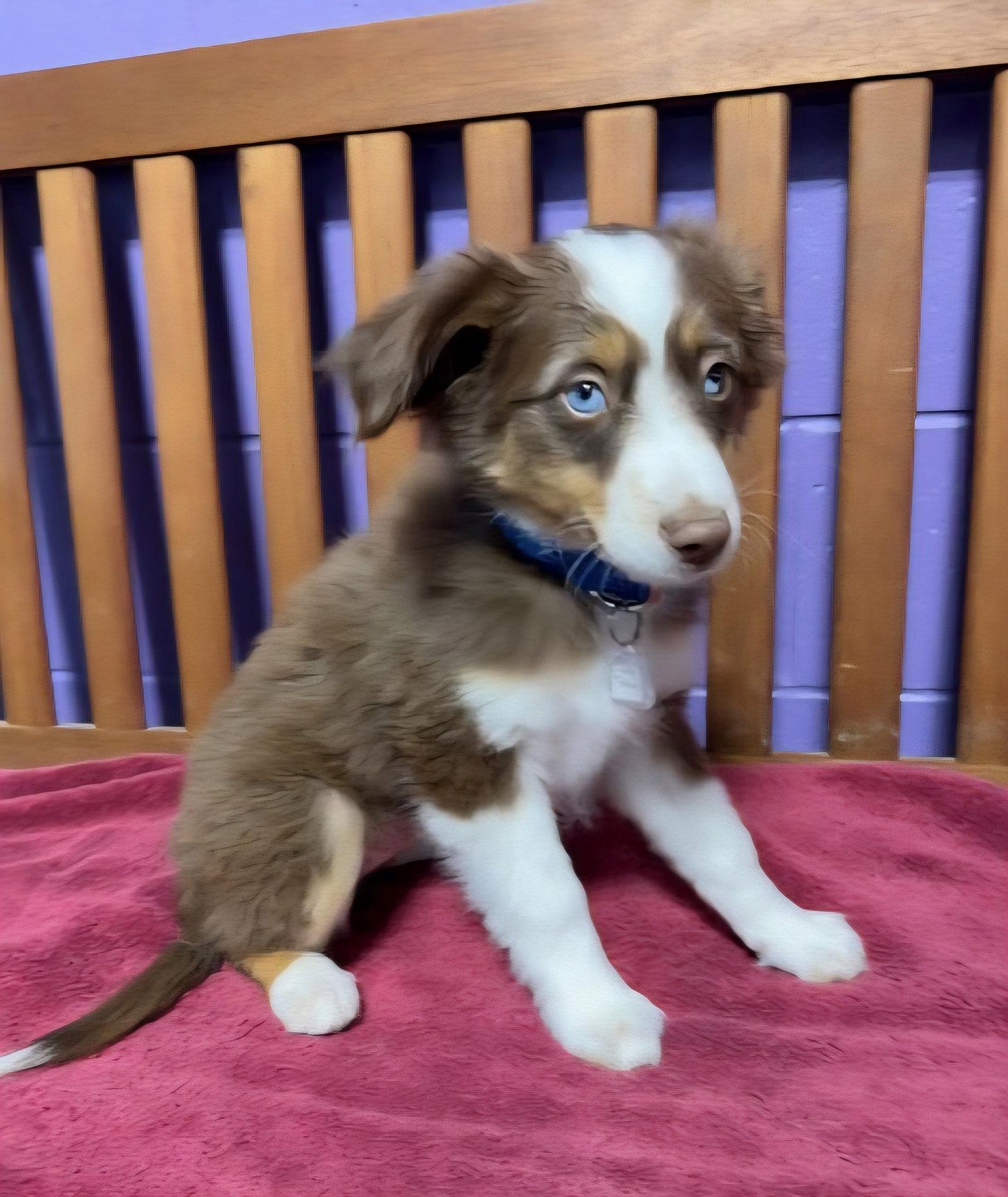Enlarge **TATUM**, a Adopted Australian Shepherd in North Prairie, WI image 1/3