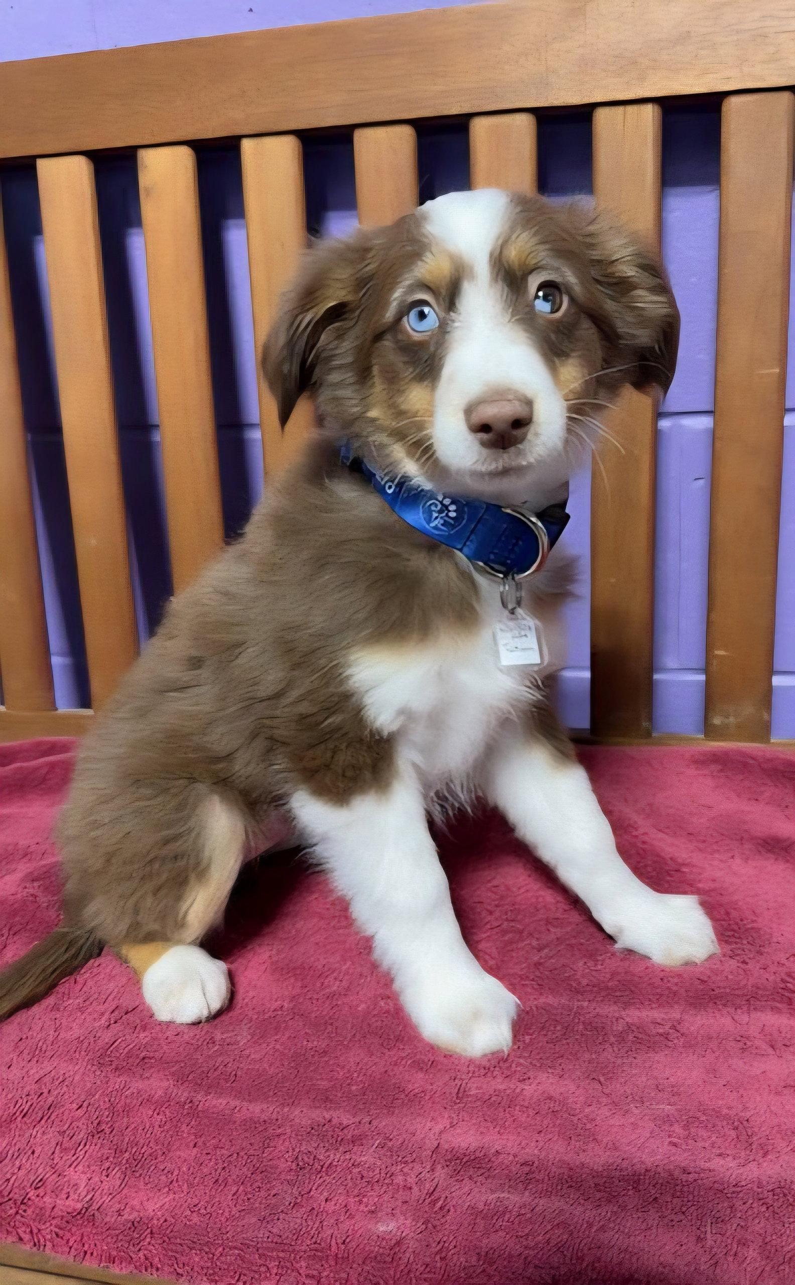 Enlarge **TATUM**, a Adopted Australian Shepherd in North Prairie, WI image 2/3