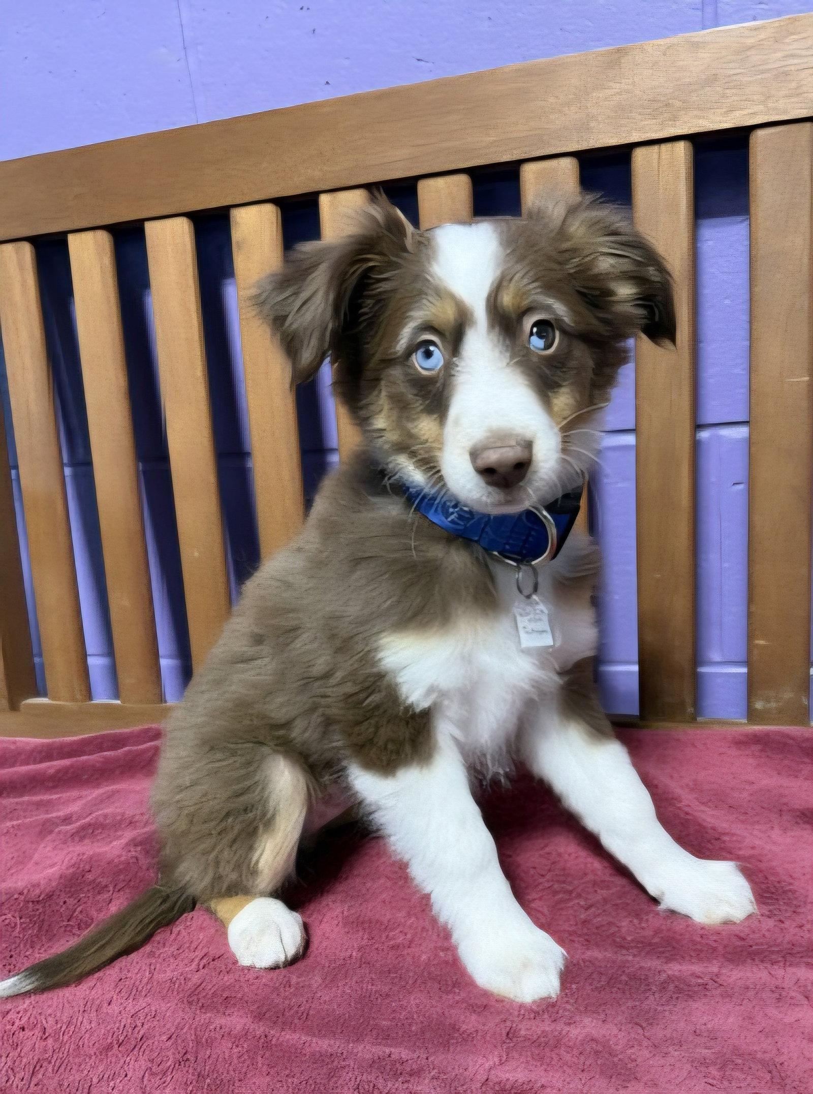 Enlarge **TATUM**, a Adopted Australian Shepherd in North Prairie, WI image 3/3