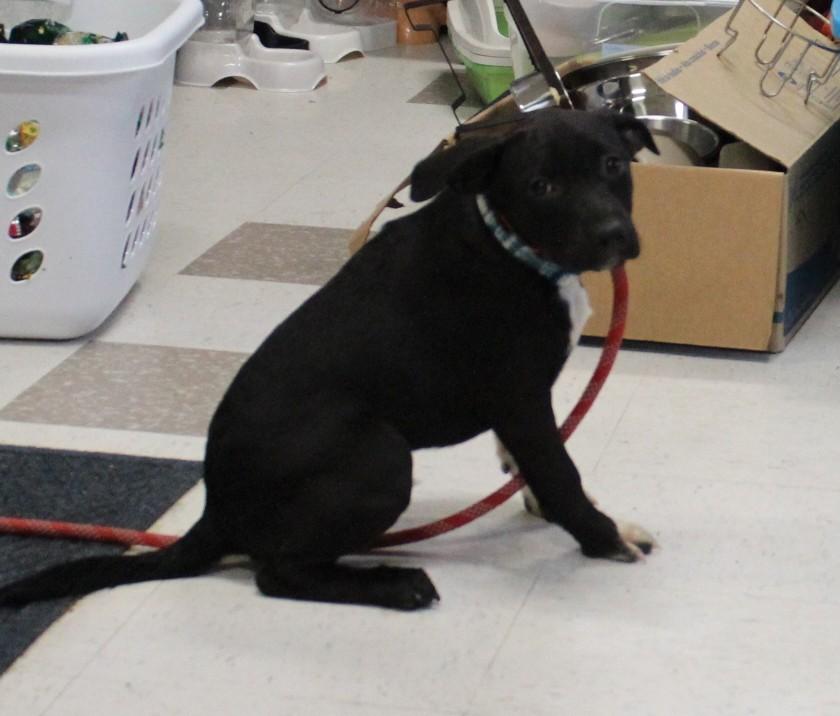 Lab Mix Ppuppies thumbnail 4