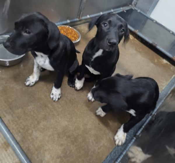 Lab Mix Ppuppies thumbnail 2