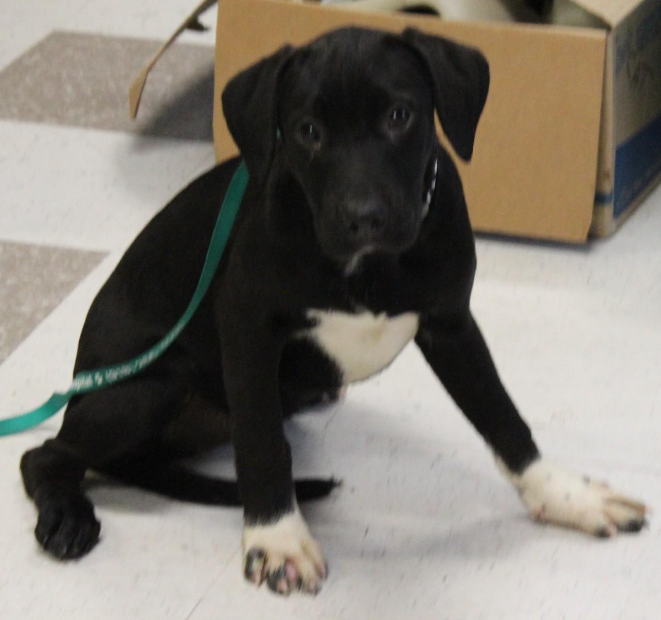 Lab Mix Ppuppies thumbnail 5