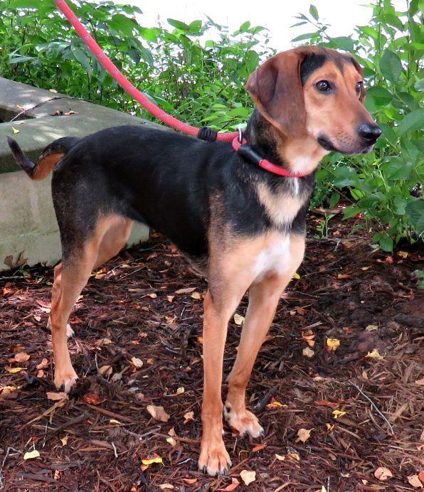 Enlarge Smittee, a ADOPTABLE mixed breed in Lexington, VA image 3/4