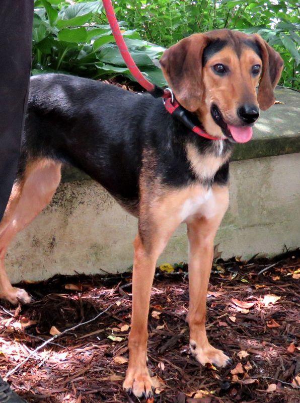 Enlarge Smittee, a ADOPTABLE mixed breed in Lexington, VA image 2/4