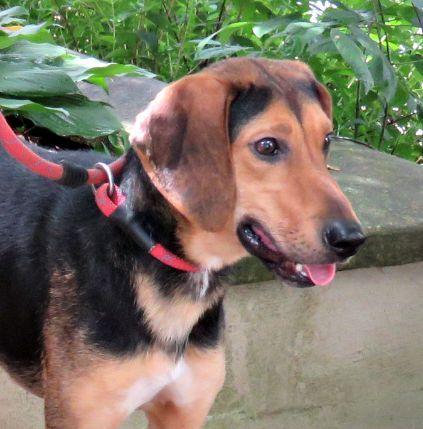 Smittee, ADOPTABLE, Adult Female Beagle.