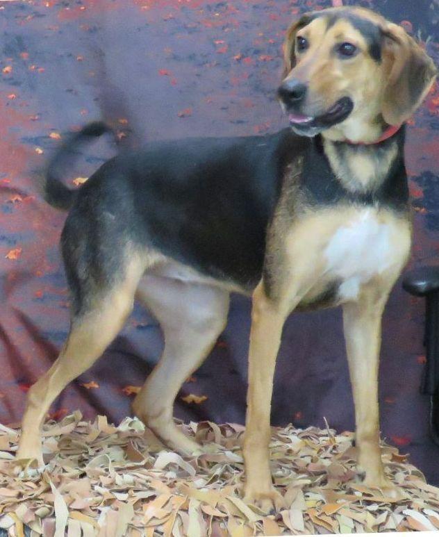 Enlarge Smittee, a Adoptable mixed breed in Lexington, VA image 2/4