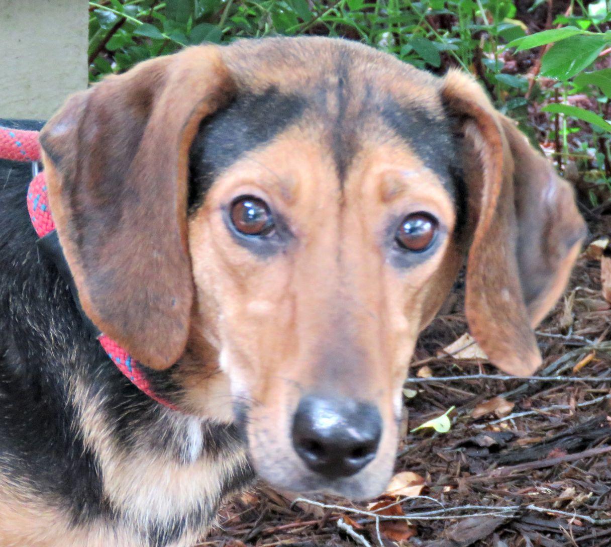 Enlarge Smittee, a ADOPTABLE mixed breed in Lexington, VA image 4/4