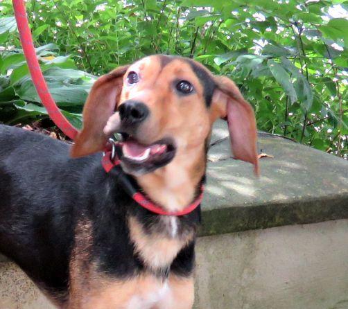 Enlarge Smittee, a Adoptable mixed breed in Lexington, VA image 4/4