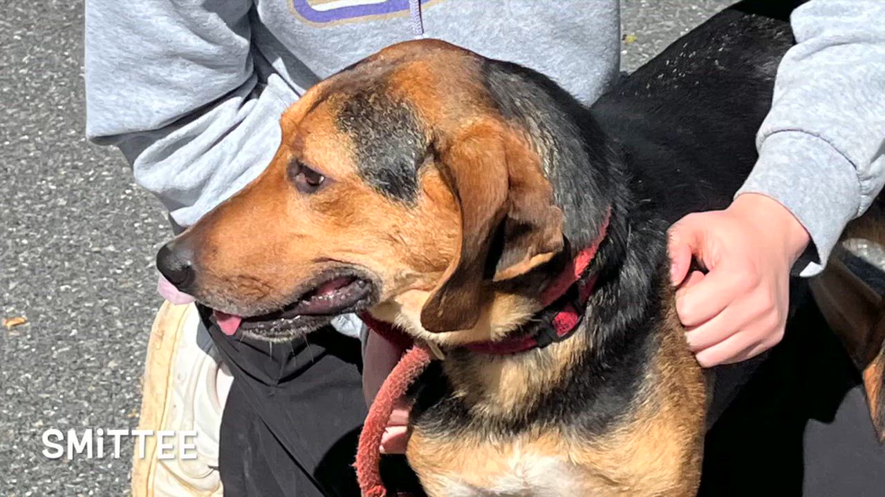 Enlarge Smittee, a Adoptable mixed breed in Lexington, VA video 1/4