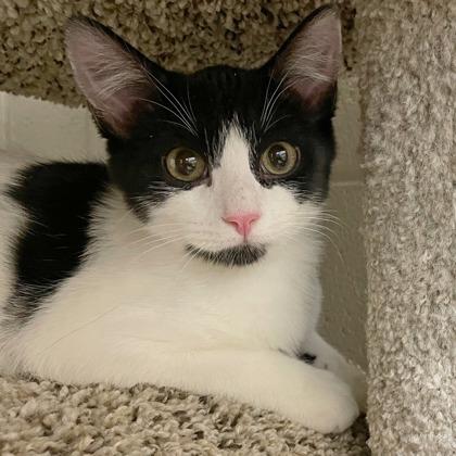 Geto (Bashful Buddy), Adoptable, Kitten Male Domestic Short Hair & Domestic Short Hair.