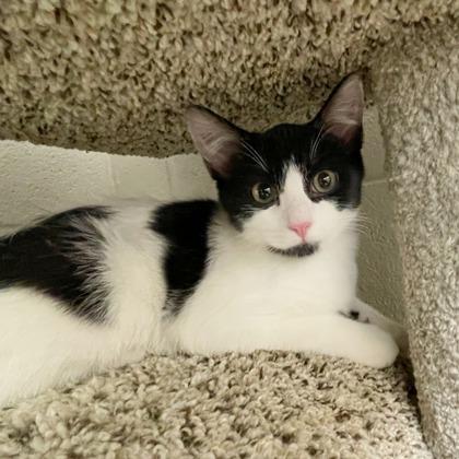 Enlarge Geto (Bashful Buddy), a Adoptable mixed breed in Wheaton, IL image 2/2