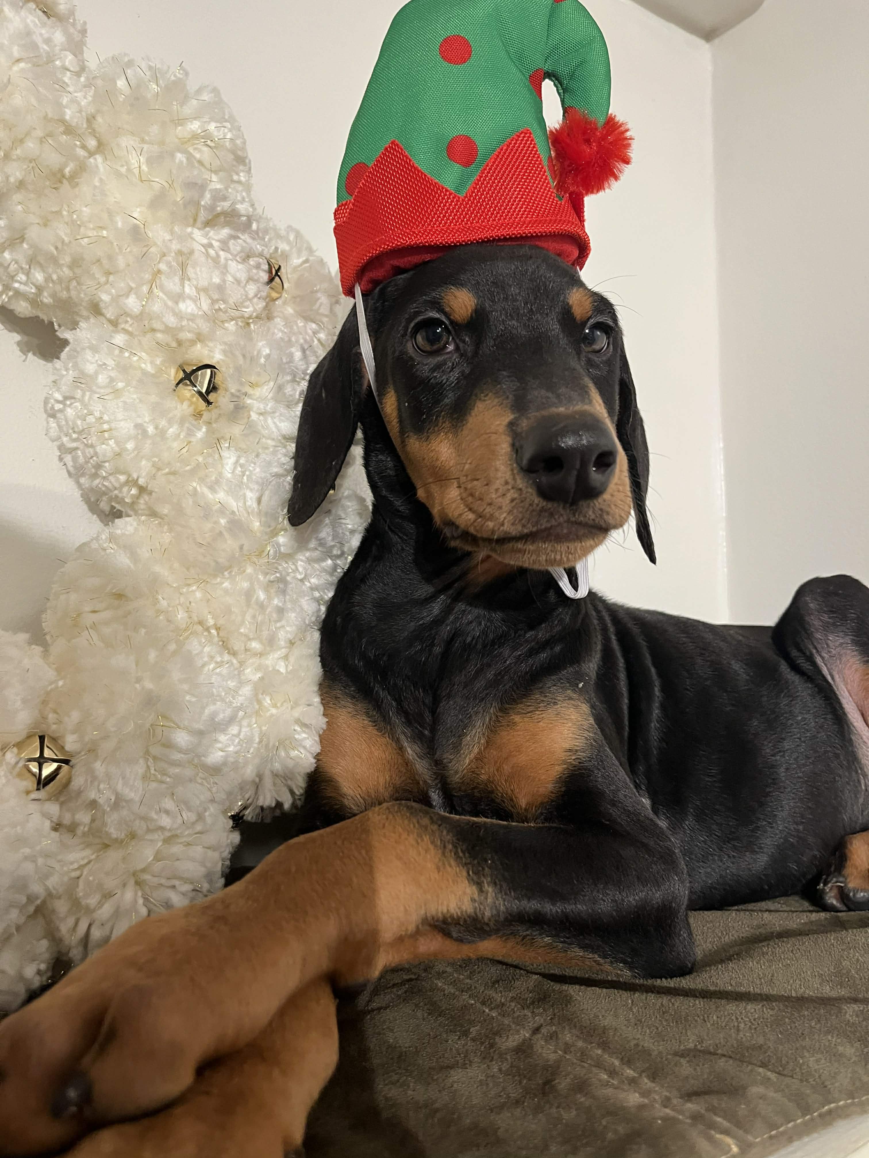 Elf, adopted, Puppy Male Doberman Pinscher.