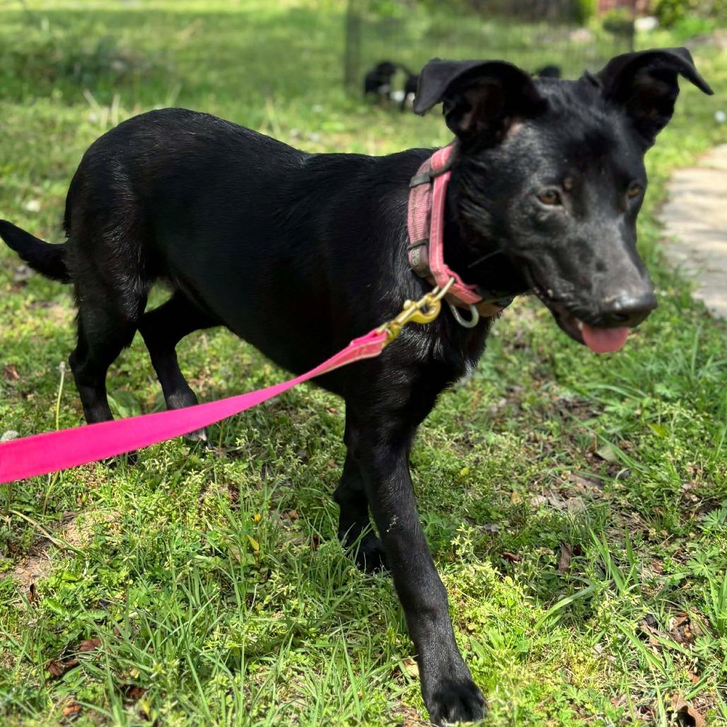 Enlarge Chiquita, a Adoptable mixed breed in Metamora, MI image 1/6