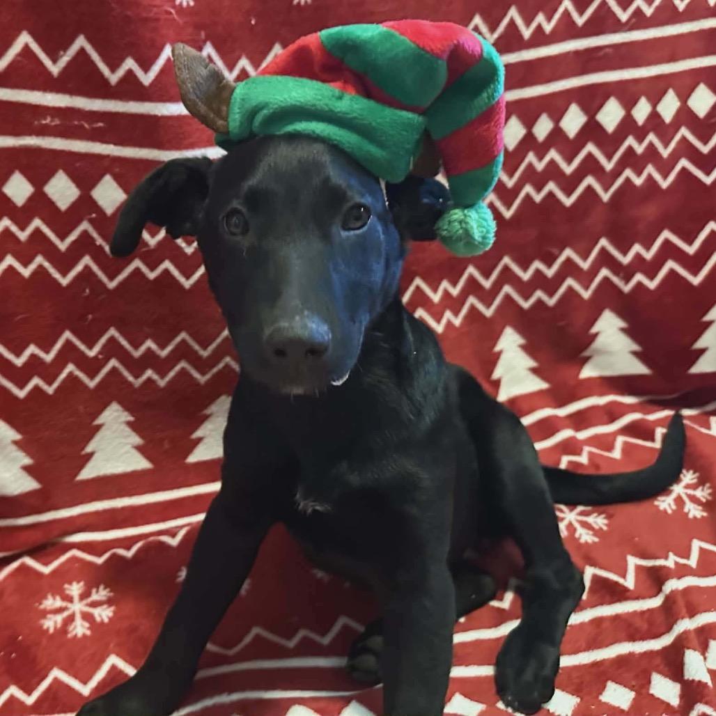 Enlarge Chiquita, a Adoptable mixed breed in Metamora, MI image 3/6