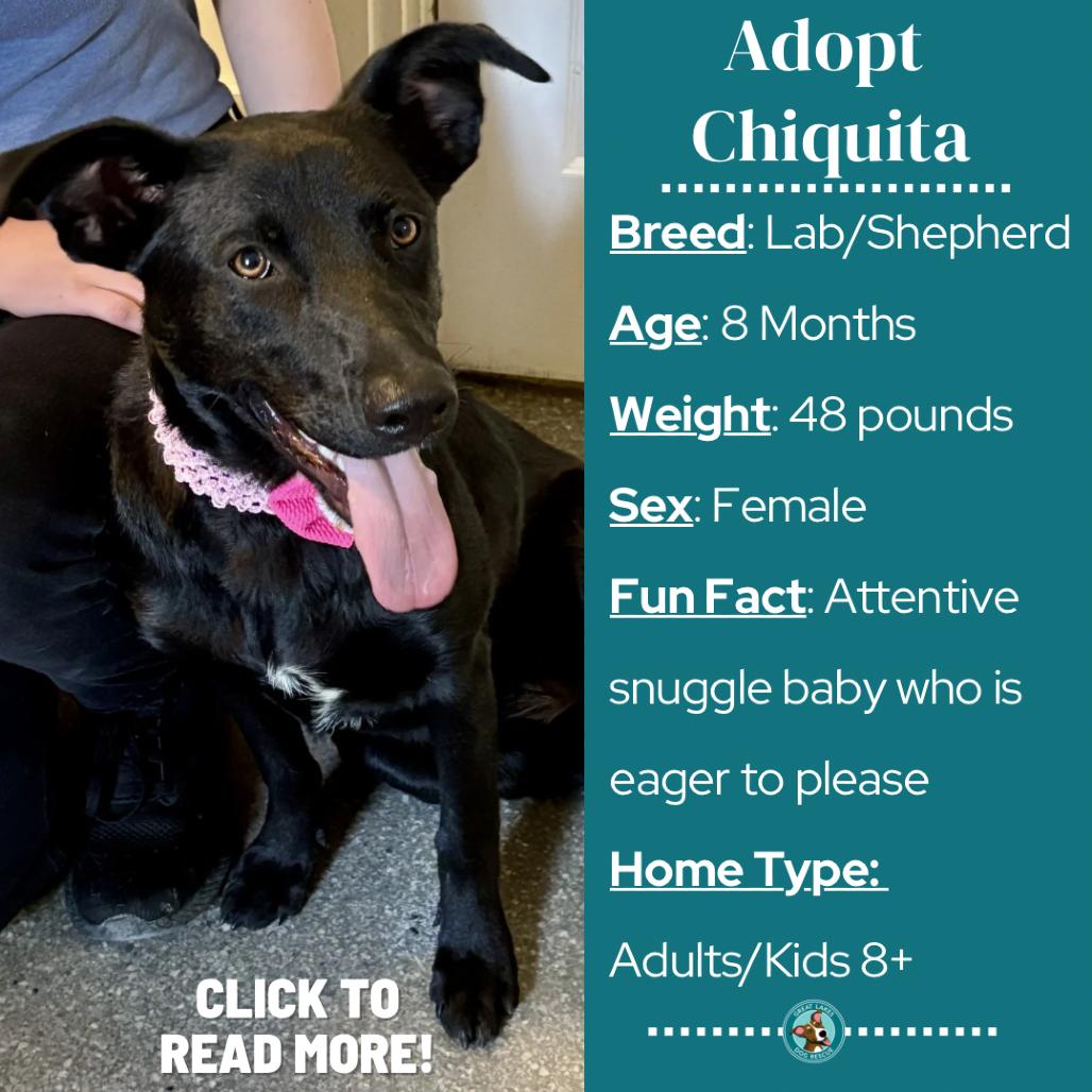Enlarge Chiquita, a Adoptable mixed breed in Metamora, MI image 4/6