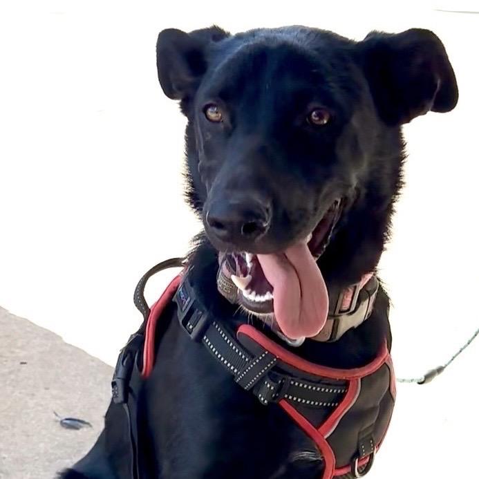 Enlarge Chiquita, a Adoptable mixed breed in Metamora, MI image 5/6