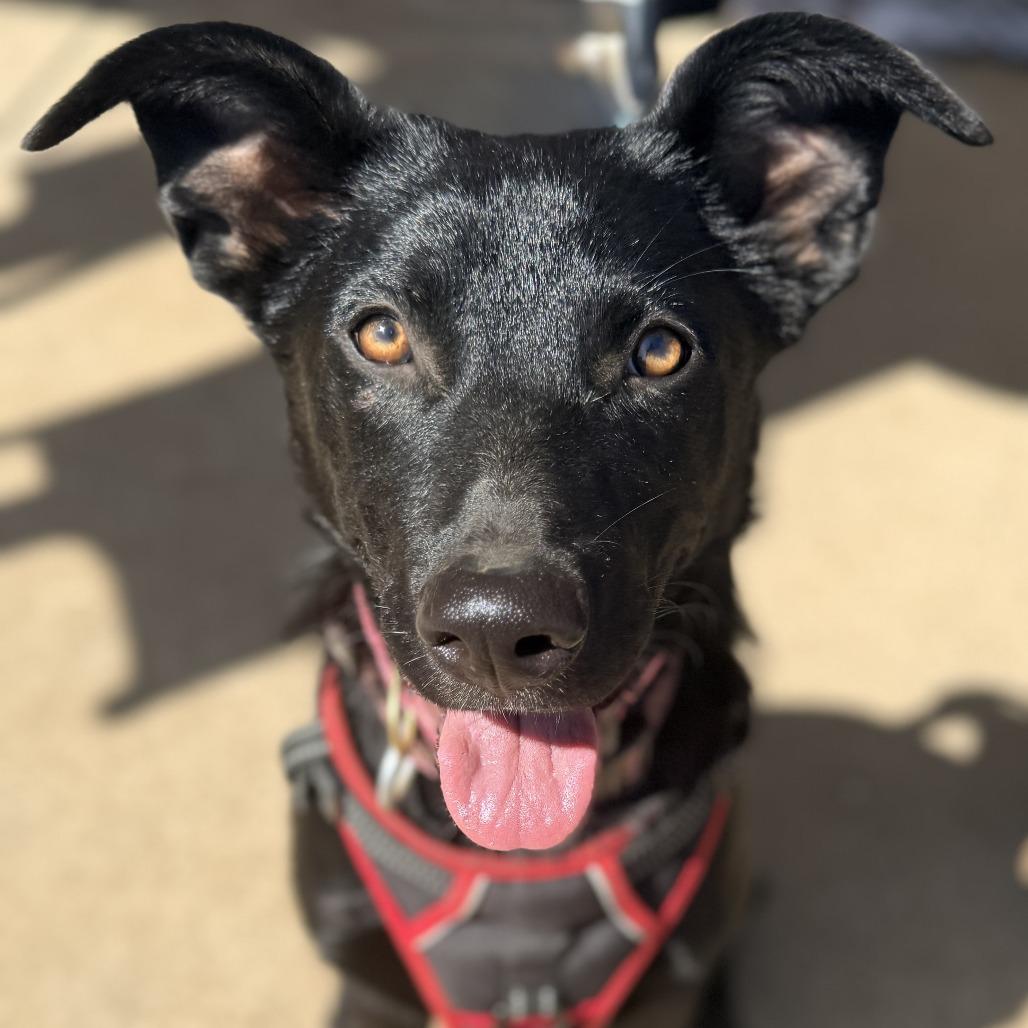 Enlarge Chiquita, a Adoptable mixed breed in Metamora, MI image 6/6